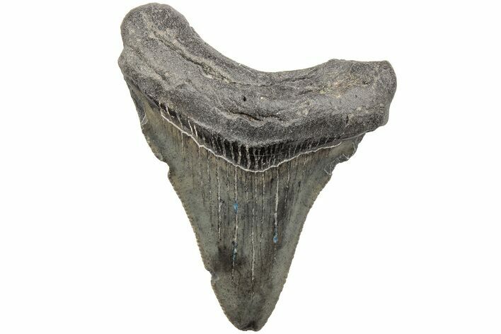 Juvenile Megalodon Tooth - South Carolina #203173